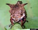 Image result for "megamphopus Cornutus". Size: 125 x 100. Source: www.invasive.org