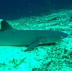 Image result for "carcharhinus Borneensis". Size: 101 x 100. Source: www.pinterest.com