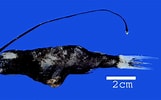 Afbeeldingsresultaten voor "gigantactis Vanhoeffeni". Grootte: 161 x 100. Bron: www.fishbiosystem.ru