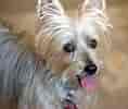 Billedresultat for Silky Terrier. størrelse: 118 x 100. Kilde: www.dailypaws.com