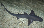 Image result for "mustelus Griseus". Size: 153 x 100. Source: www.fishipedia.fr