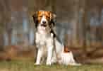 Image result for Kooikerhondje. Size: 146 x 100. Source: morrisbeace1936.blogspot.com