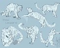 Résultat d’image pour Snow Leopard Anatomy. Taille: 123 x 100. Source: www.deviantart.com