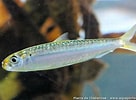 Image result for "sardinella Aurita". Size: 136 x 100. Source: www.aquaportail.com