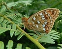 Image result for Fritillariae. Size: 126 x 100. Source: www.pinterest.com