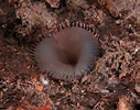 Image result for "myxicola Infundibulum". Size: 127 x 100. Source: www.marlin.ac.uk