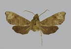 Image result for "malmgrenia Lunulata". Size: 145 x 100. Source: sphingidae.myspecies.info