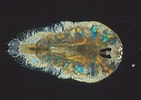 Image result for "sapphirina Stellata". Size: 141 x 100. Source: www.enciclopedia.cat