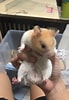 Tamaño de Resultado de imágenes de hamster geslacht.: 69 x 100. Fuente: www.hamstersociety.sg