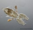 Image result for Corycaeus Species. Size: 112 x 100. Source: www.marinespecies.org
