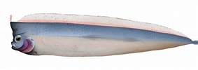 Afbeeldingsresultaten voor "lophotus Lacepede". Grootte: 283 x 100. Bron: marinewise.com.au