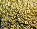 Image result for Astreopora Coral. Size: 124 x 100. Source: www.chaloklum-diving.com