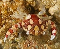 Image result for "lissocarcinus Polybioides". Size: 123 x 100. Source: www.ryanphotographic.com