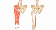 Image result for Musculus Gracilis. Size: 186 x 100. Source: mydiagram.online