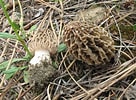 Image result for "codonellopsis Morchella". Size: 136 x 100. Source: www.zoology.ubc.ca
