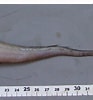 Image result for "gadomus Longifilis". Size: 93 x 100. Source: www.researchgate.net