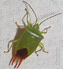 Image result for "acanthometra Prismatica". Size: 91 x 100. Source: insecta.pro