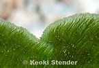 Image result for "avrainvillea Nigricans". Size: 145 x 100. Source: www.marinelifephotography.com