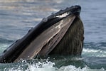 Afbeeldingsresultaten voor Baleen Whale. Grootte: 149 x 100. Bron: www.nytimes.com