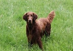 Image result for Flat Coated Retriever. Size: 144 x 100. Source: www.thesprucepets.com