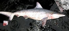 Image result for "carcharhinus Hemiodon". Size: 222 x 100. Source: www.fishbase.org