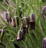 Image result for Fritillariae. Size: 95 x 100. Source: order.eurobulb.nl