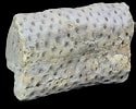 Image result for Stegocephaloides Christianiensis Stam. Size: 125 x 100. Source: www.fossilera.com