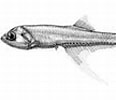Afbeeldingsresultaten voor Bonapartia pedaliota Geslacht. Grootte: 116 x 93. Bron: fishesofaustralia.net.au