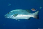 Image result for "lutjanus Cyanopterus". Size: 144 x 100. Source: scuba.spanglers.com