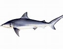 Image result for "carcharhinus Isodon". Size: 128 x 100. Source: www.fischlexikon.eu