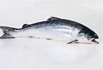 Image result for Atlantische zalm Stam. Size: 146 x 100. Source: www.murkoseafood.nl