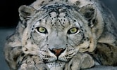 Résultat d’image pour Snow Leopards. Taille: 166 x 100. Source: animals.sandiegozoo.org