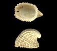 Image result for "emarginula Rosea". Size: 113 x 100. Source: www.naturamediterraneo.com