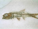 Image result for "lampanyctus Pusillus". Size: 131 x 100. Source: www.thefossilforum.com
