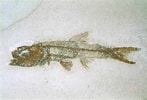 Afbeeldingsresultaten voor Lampanyctus pusillus Anatomie. Grootte: 147 x 100. Bron: www.thefossilforum.com