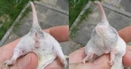 Image result for Hamster Geslacht. Size: 190 x 100. Source: www.pinterest.com