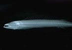 Afbeeldingsresultaten voor "nealotus Tripes". Grootte: 145 x 100. Bron: fishbiosystem.ru