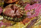 Afbeeldingsresultaten voor "haliotis Tuberculata". Grootte: 145 x 100. Bron: naturdata.com