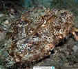 Image result for Calappa sulcata. Size: 113 x 100. Source: www.reeflex.net