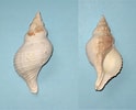 Afbeeldingsresultaten voor "troschelia Berniciensis". Grootte: 124 x 100. Bron: www.forumcoquillages.com