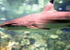 Adult Blacktip Shark 的图像结果.大小：141 x 100。 资料来源：www.sharknewz.com