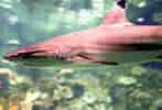 Image result for Black Pit Shark. Size: 147 x 100. Source: www.sharknewz.com