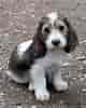 Billedresultat for Petit Basset Griffon Vendeen Puppies. størrelse: 80 x 100. Kilde: animalia-life.club