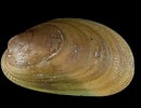 Image result for "musculus Niger". Size: 130 x 100. Source: www.habitas.org.uk