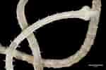Image result for Magelona filiformis Stam. Size: 150 x 100. Source: museum.wales