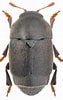 Image result for "pulcratis Reticulatus". Size: 63 x 100. Source: www.zin.ru