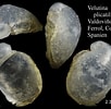 Image result for Velutina plicatilis Habitat. Size: 102 x 100. Source: www.marinespecies.org