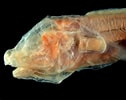 Image result for "aphyonus Gelatinosus". Size: 126 x 100. Source: fishesofaustralia.net.au