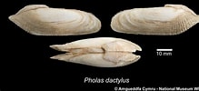 Afbeeldingsresultaten voor Pholas dactylus Stam. Grootte: 219 x 100. Bron: naturalhistory.museumwales.ac.uk