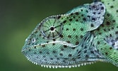 Image result for Chameleon Profile. Size: 167 x 100. Source: wall.alphacoders.com